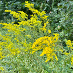 Solidago odora ssp. odora
