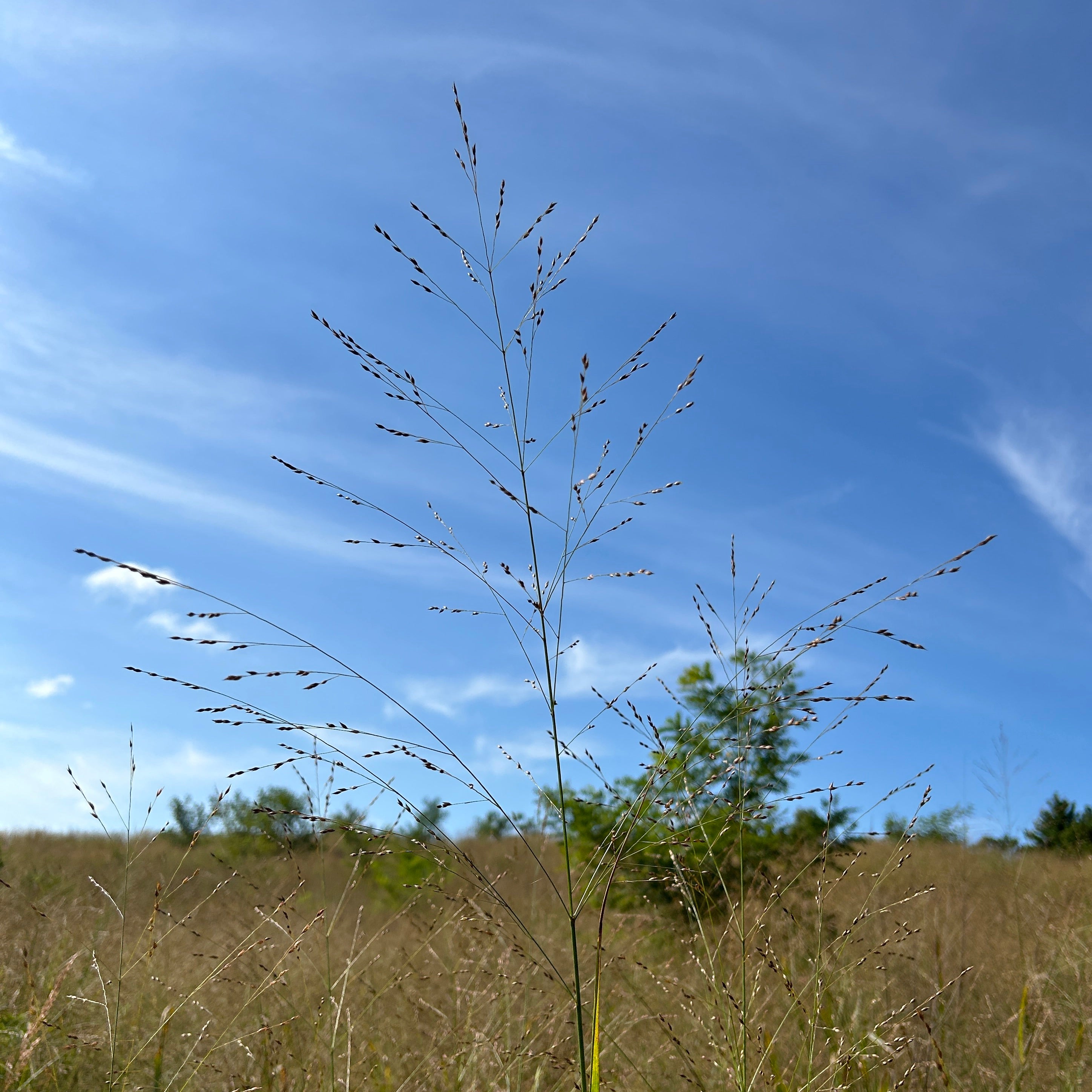Panicum virgatum