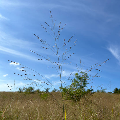 Panicum virgatum