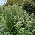 Pseudognaphalium obtusifolium