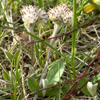 Antennaria neglecta