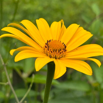 Heliopsis helianthoides