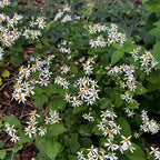 Eurybia divaricata