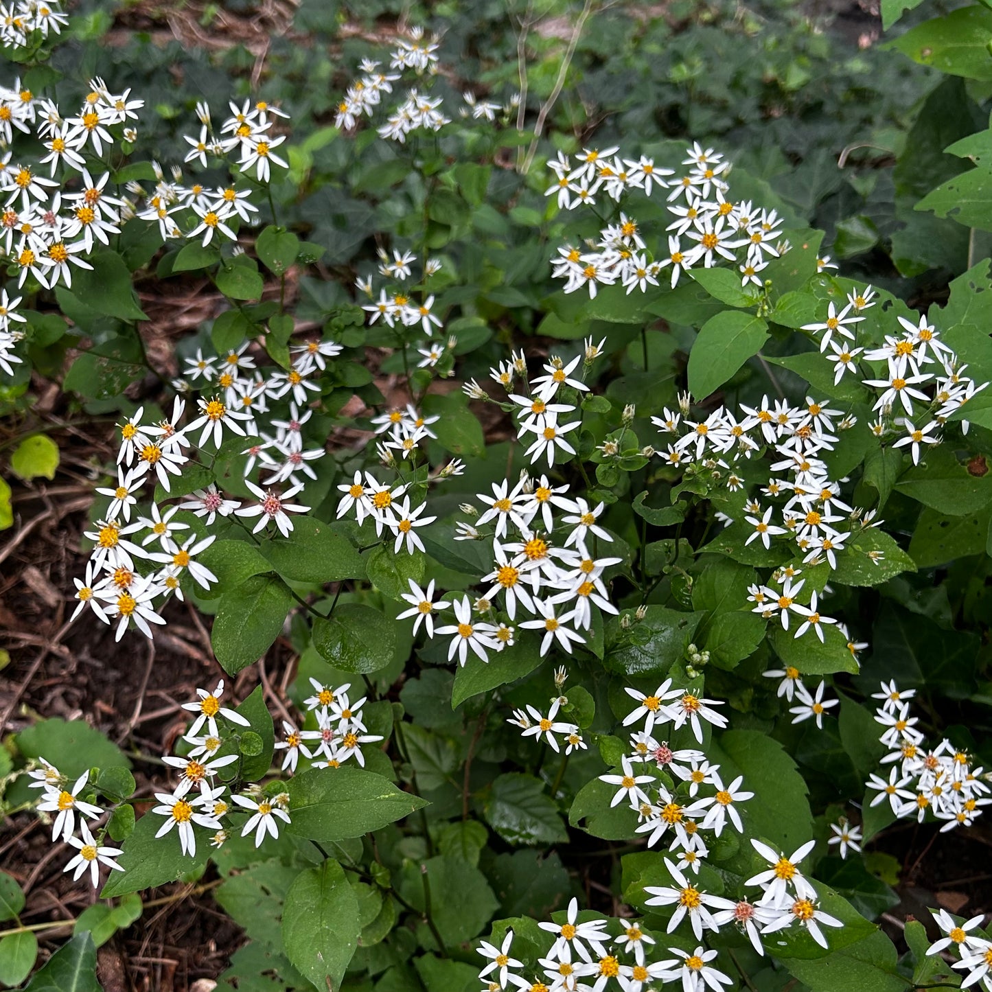 Eurybia divaricata