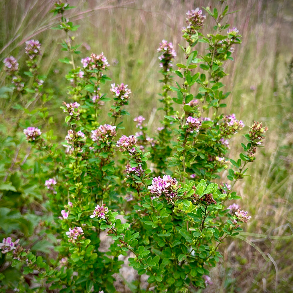 Lespedeza violacea