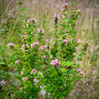 Lespedeza violacea