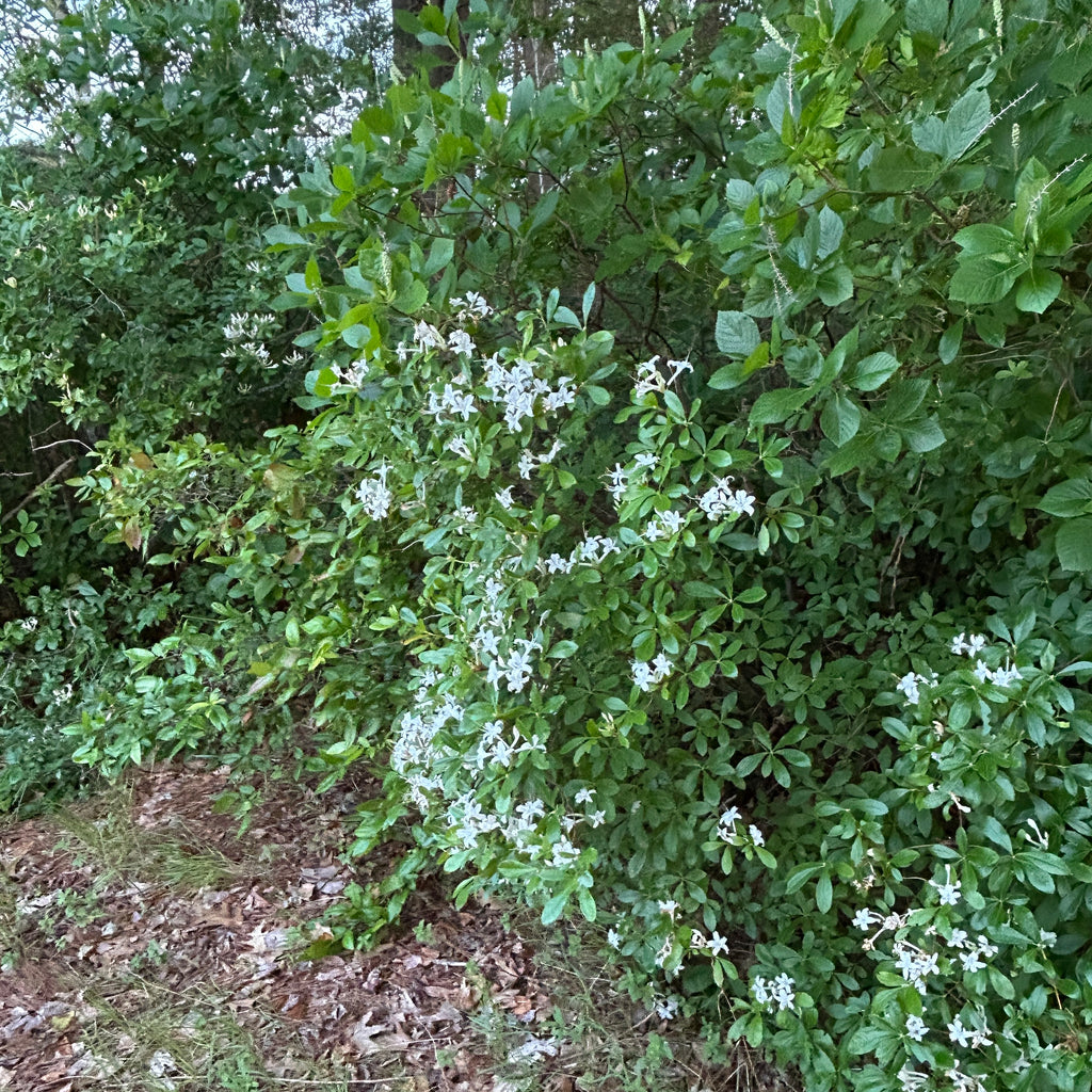 Rhododendron viscosum