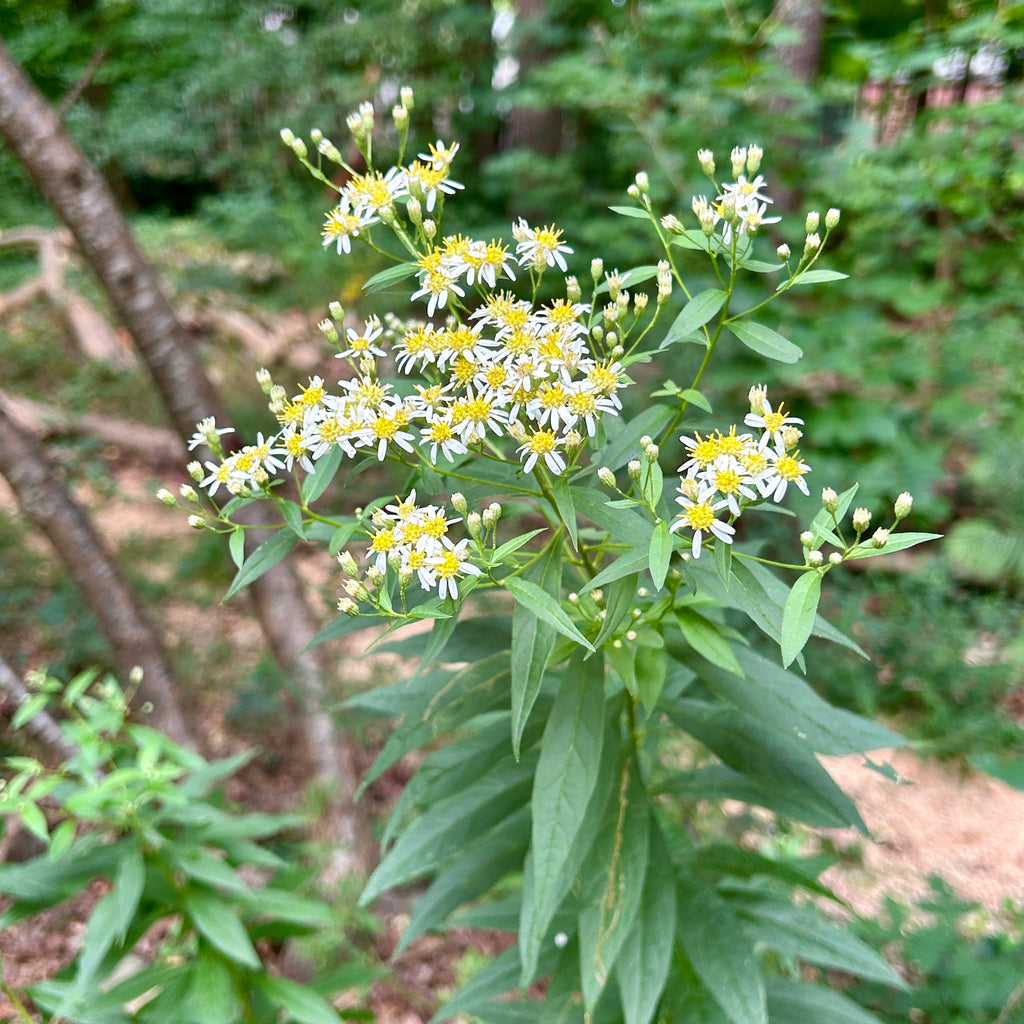 Doellingeria umbellata
