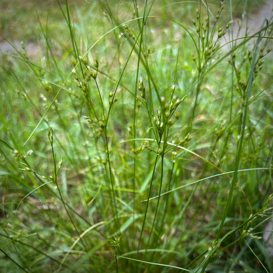 Juncus tenuis