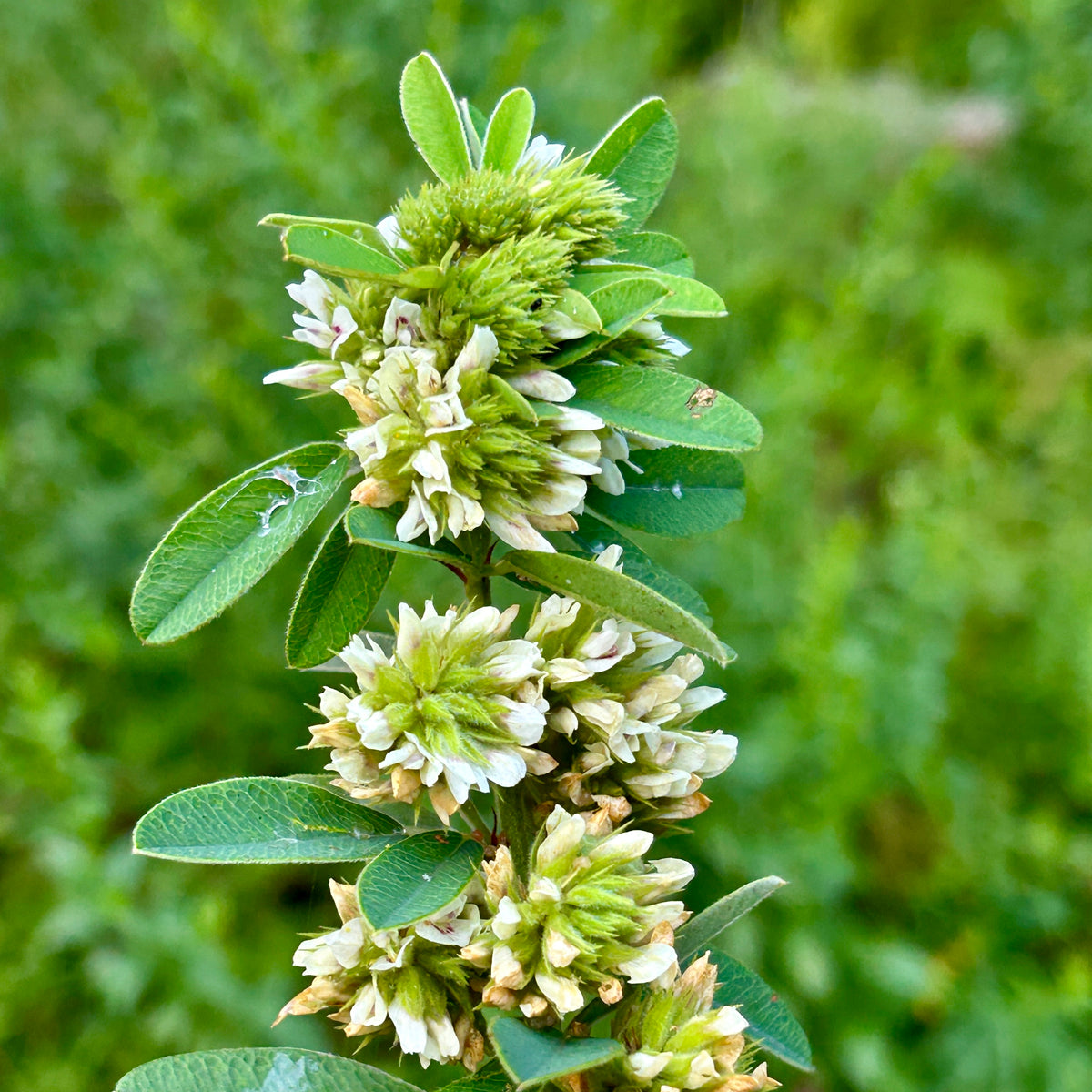 Lespedeza capitata