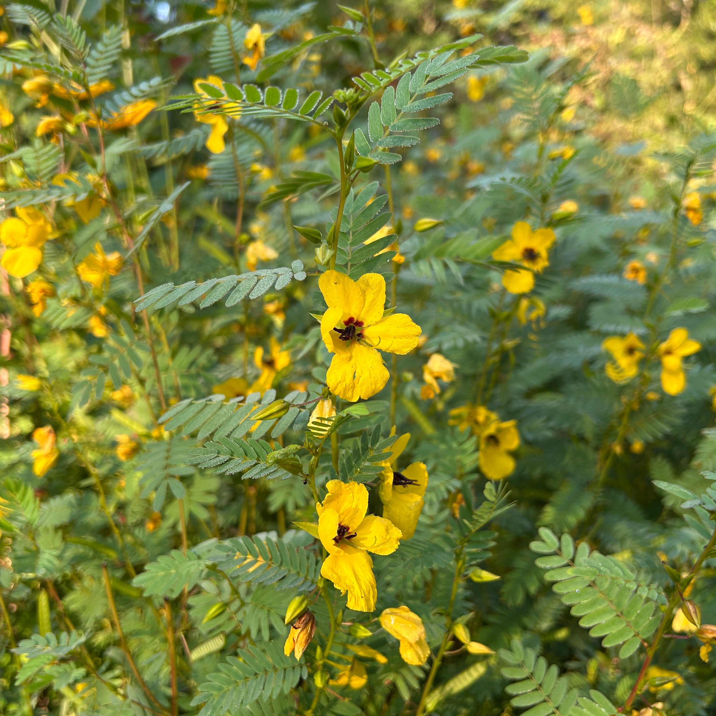 Chamaecrista fasciculata