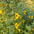 Chamaecrista fasciculata
