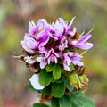Lespedeza violacea