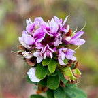Lespedeza violacea