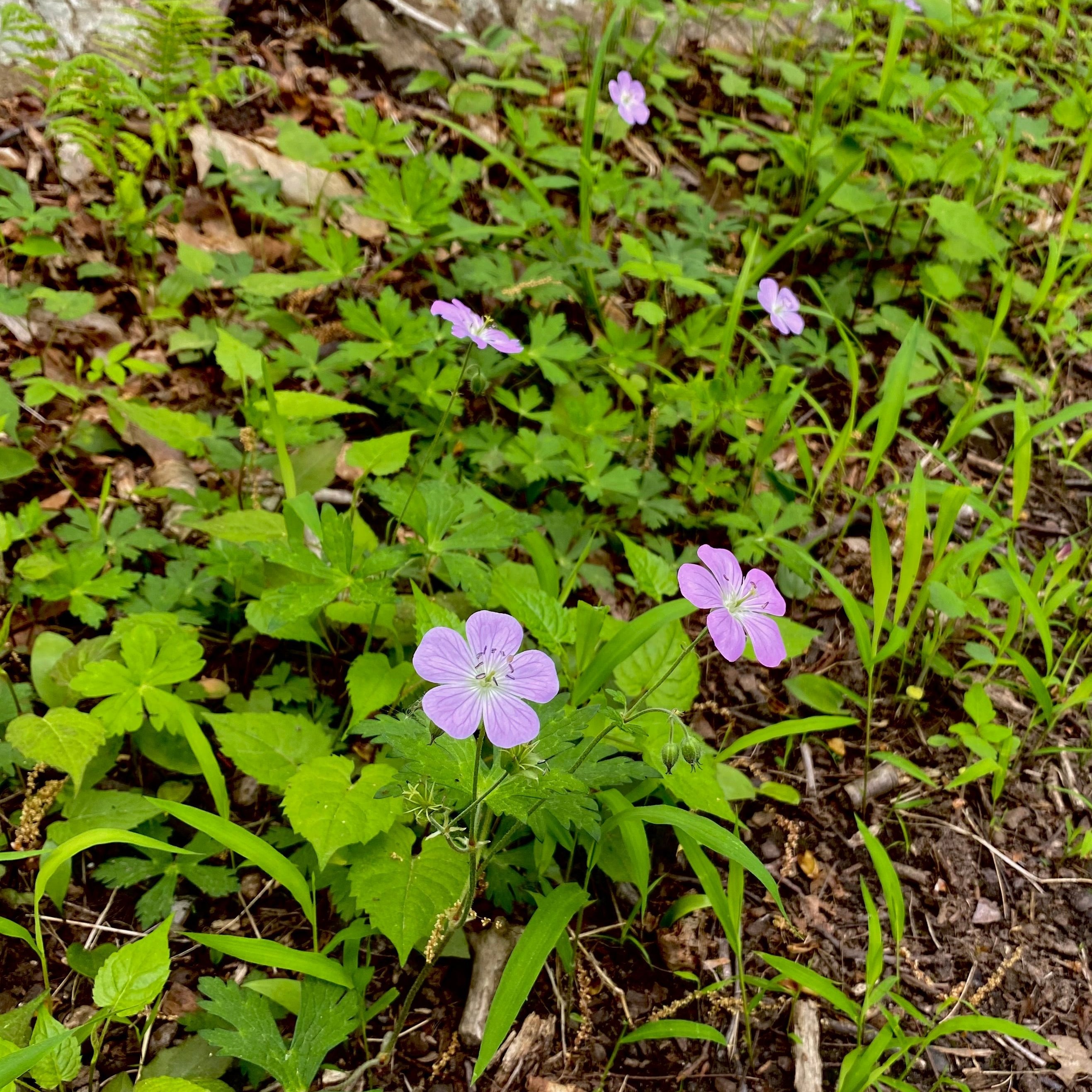 Geranium maculatum – Dragonfly Natives