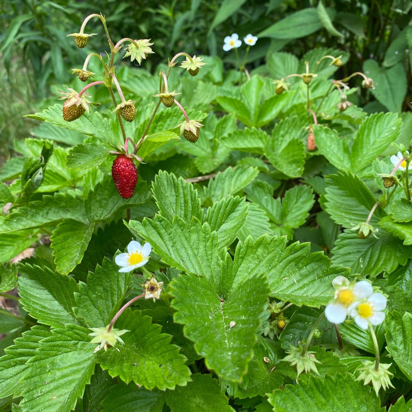 Fragaria virginiana - wild strawberry