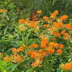 Asclepias tuberosa