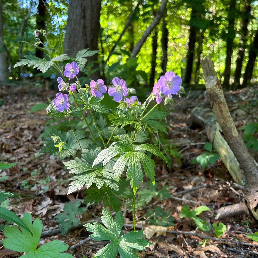 Geranium maculatum