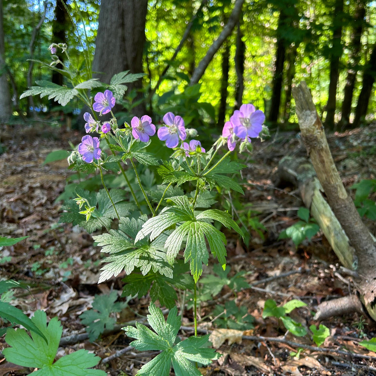 Geranium maculatum