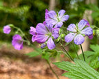 Geranium maculatum