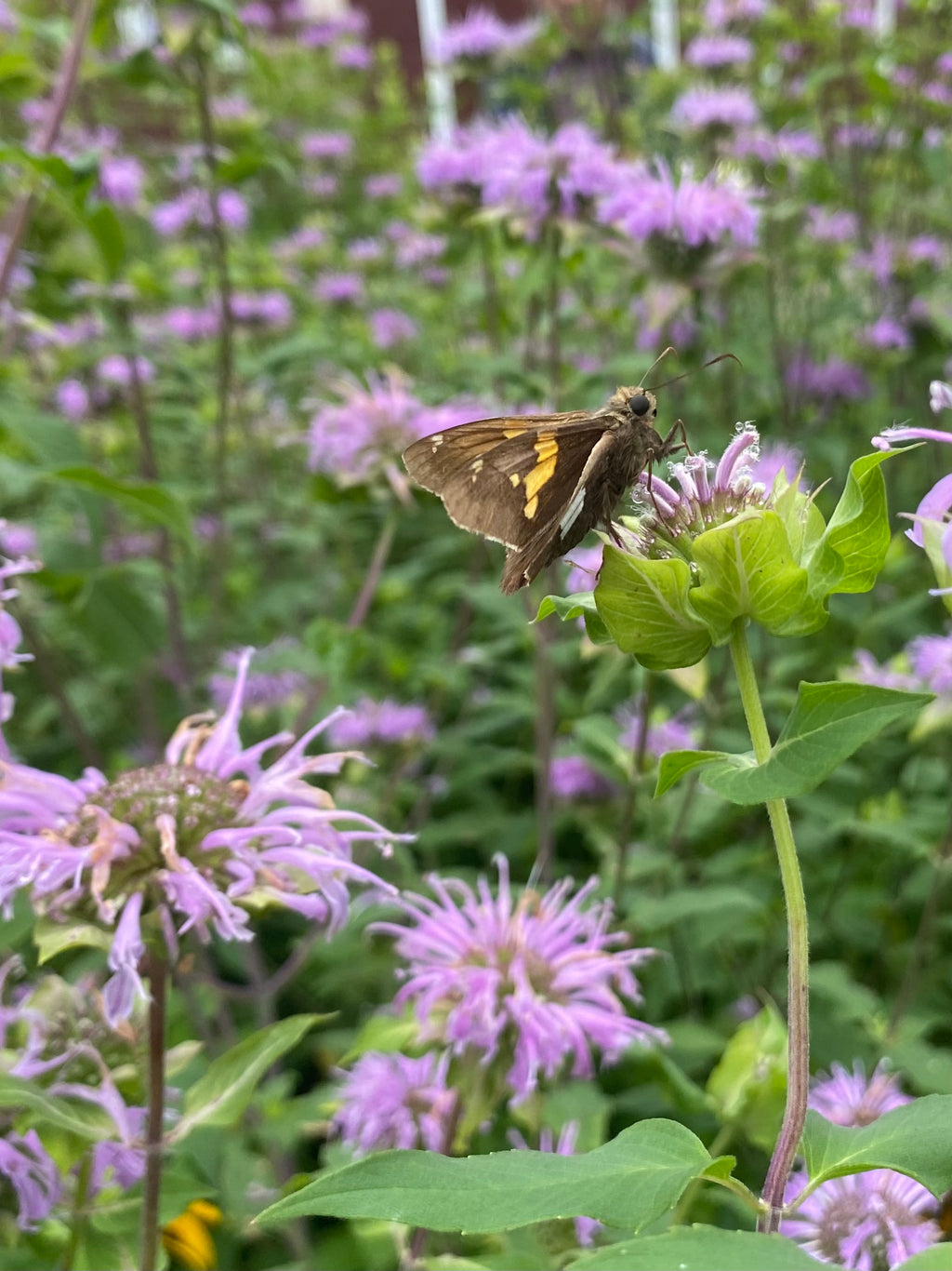 Monarda fistulosa