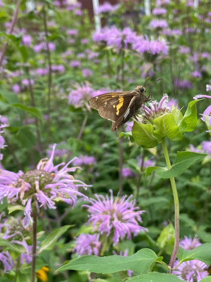 Monarda fistulosa