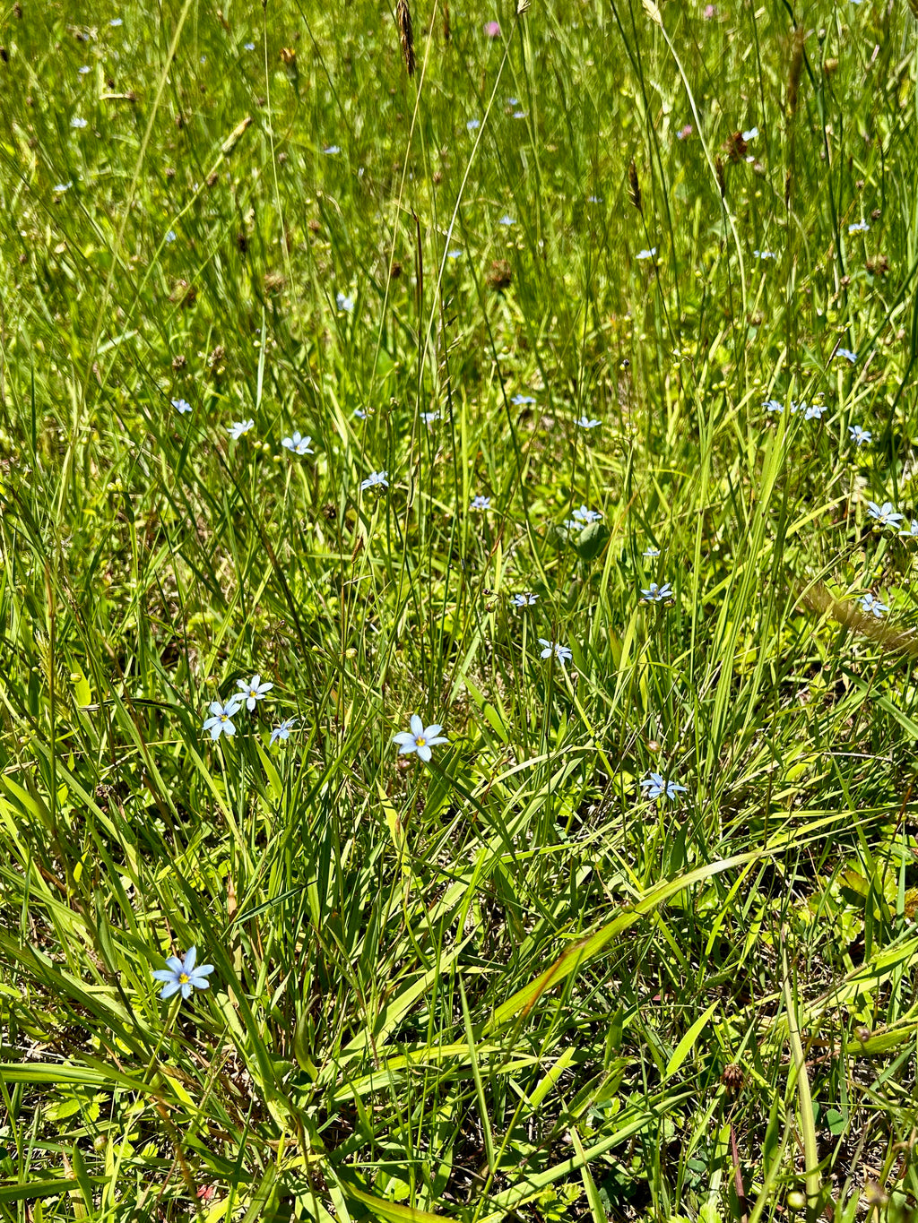 Sisyrinchium angustifolium