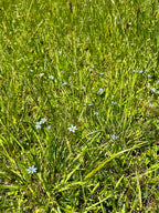 Sisyrinchium angustifolium