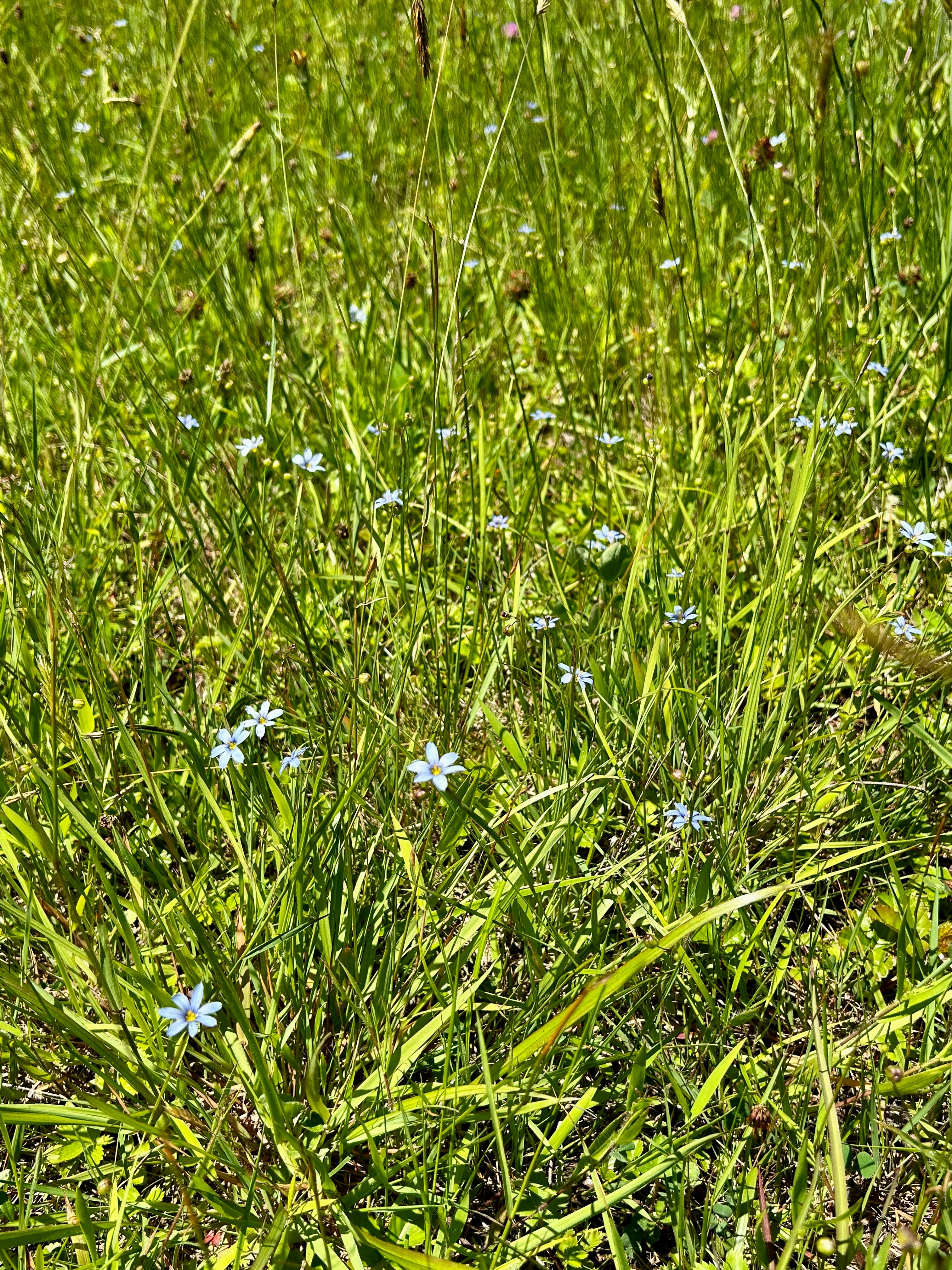 Sisyrinchium angustifolium