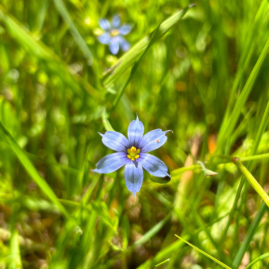 Sisyrinchium angustifolium