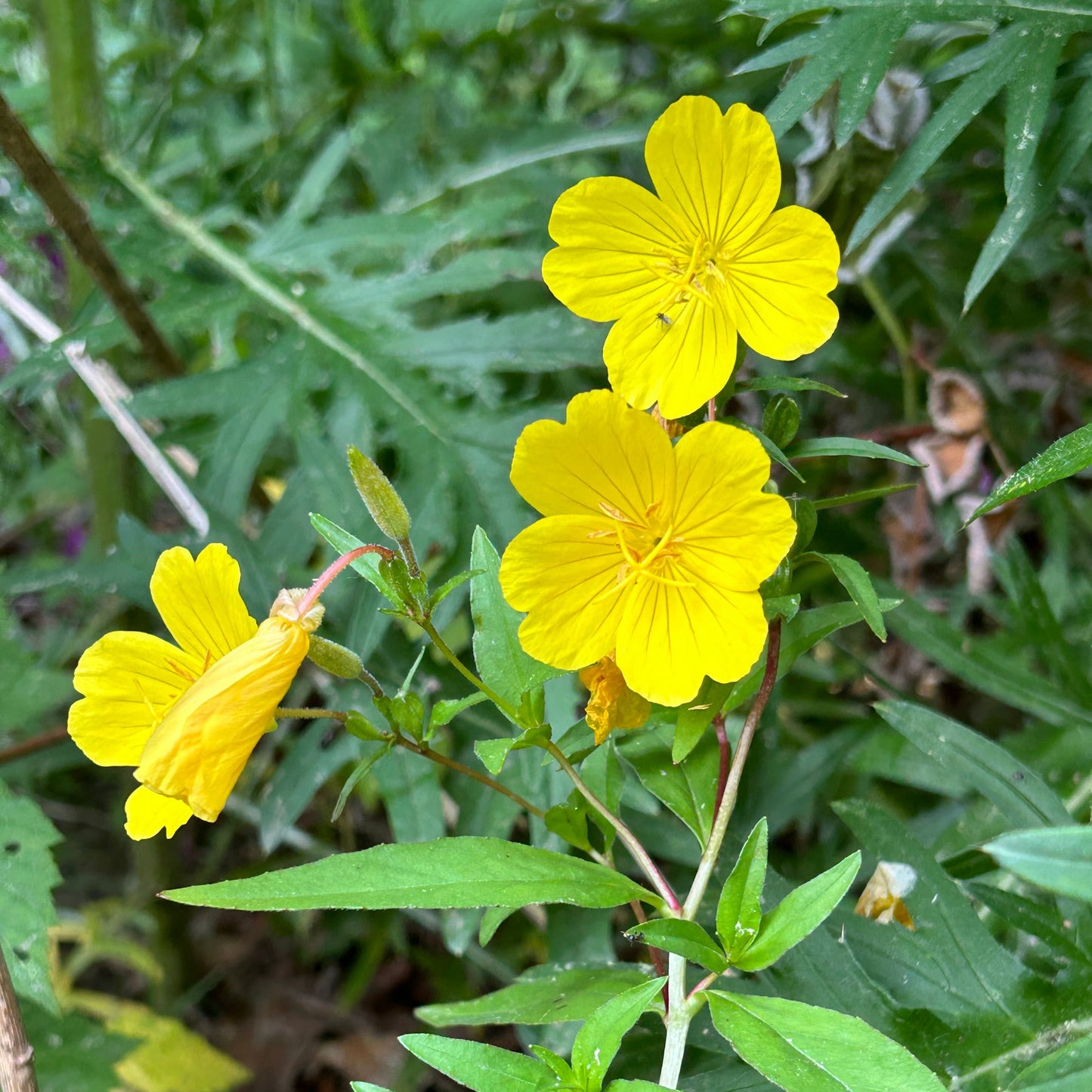 Oenothera fruticosa var. fruticosa