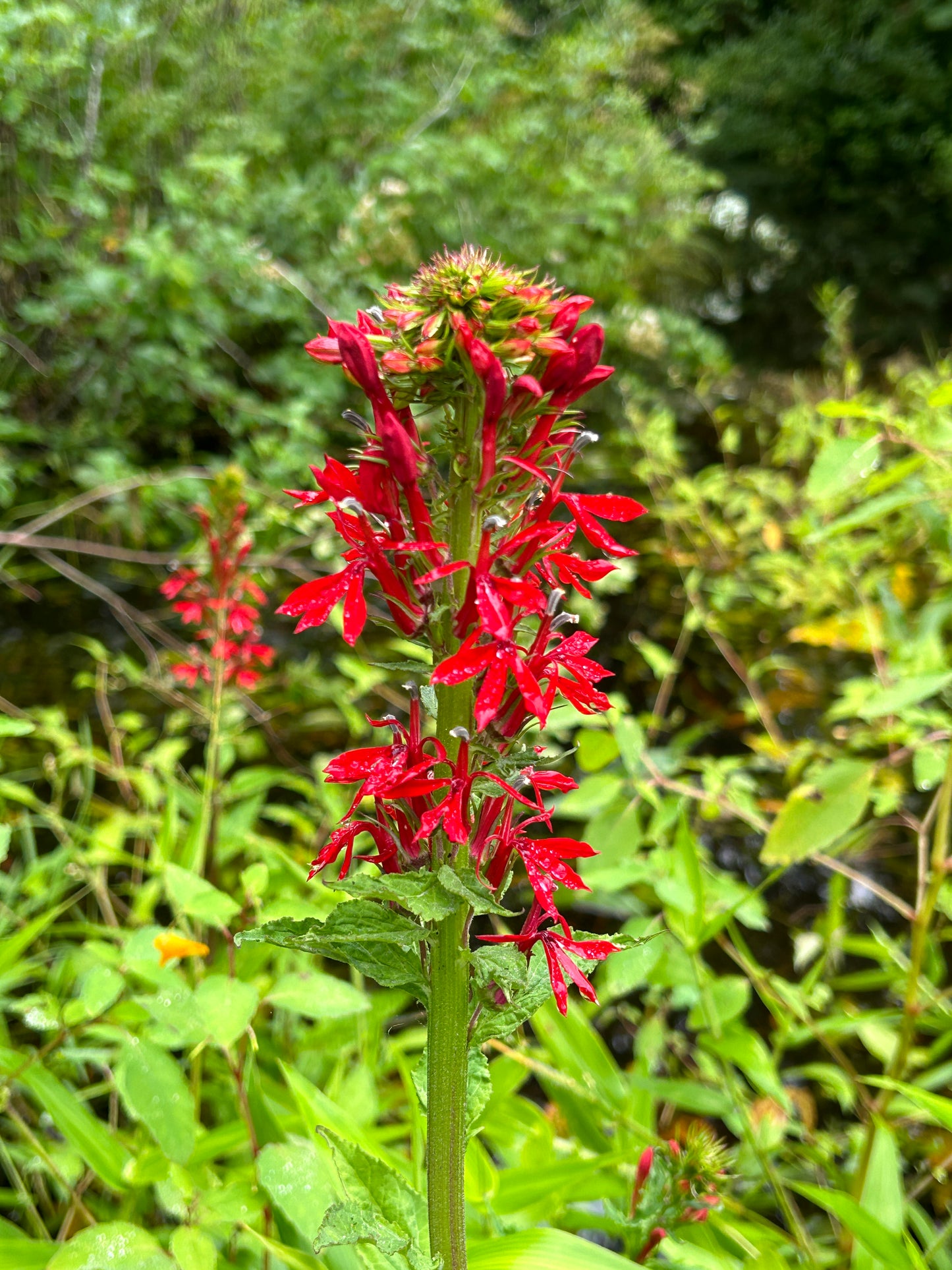 Lobelia cardinalis