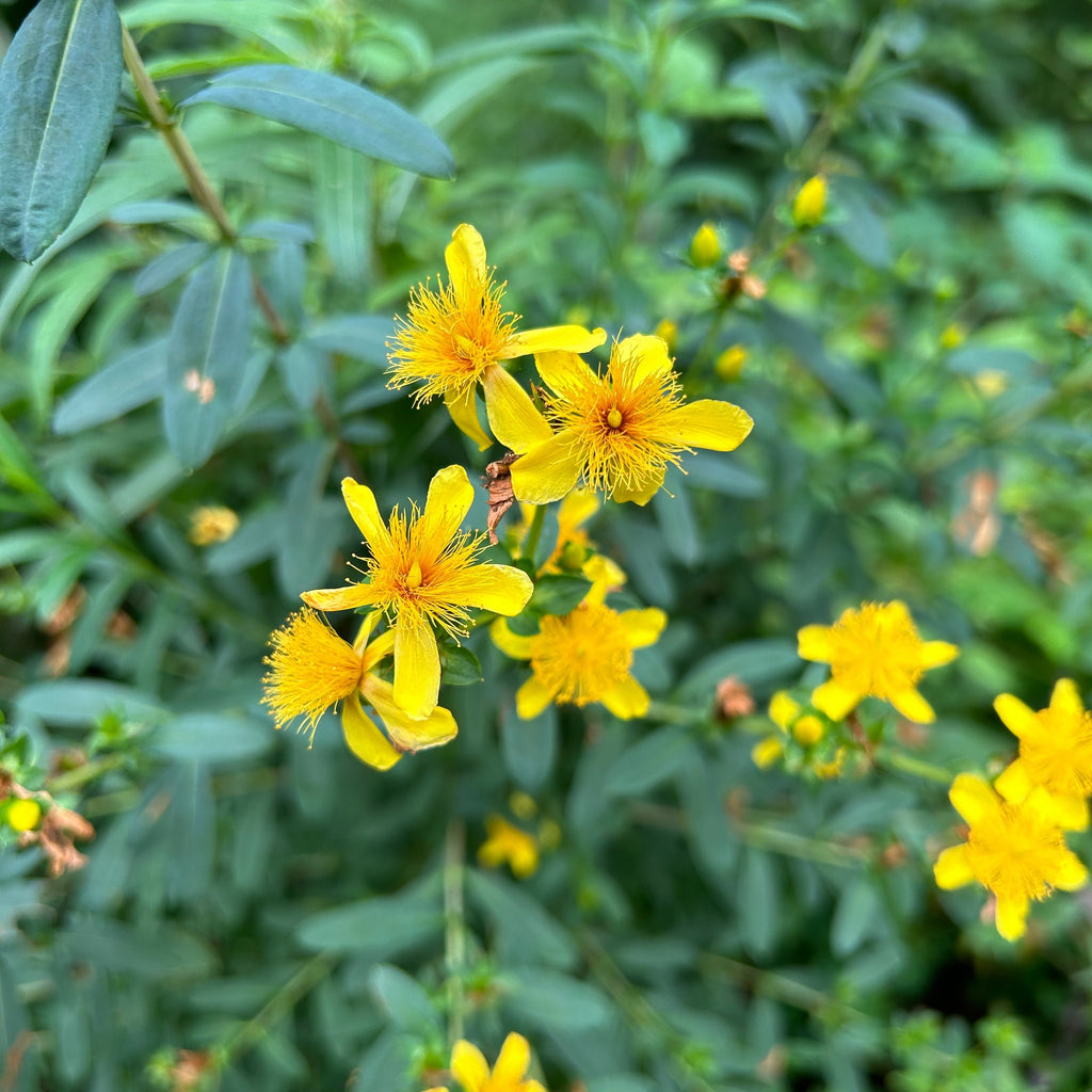 Hypericum prolificum