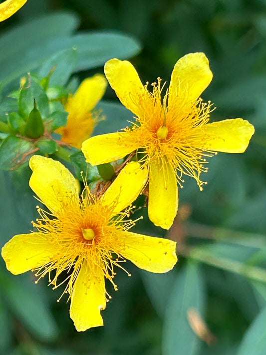 Hypericum prolificum