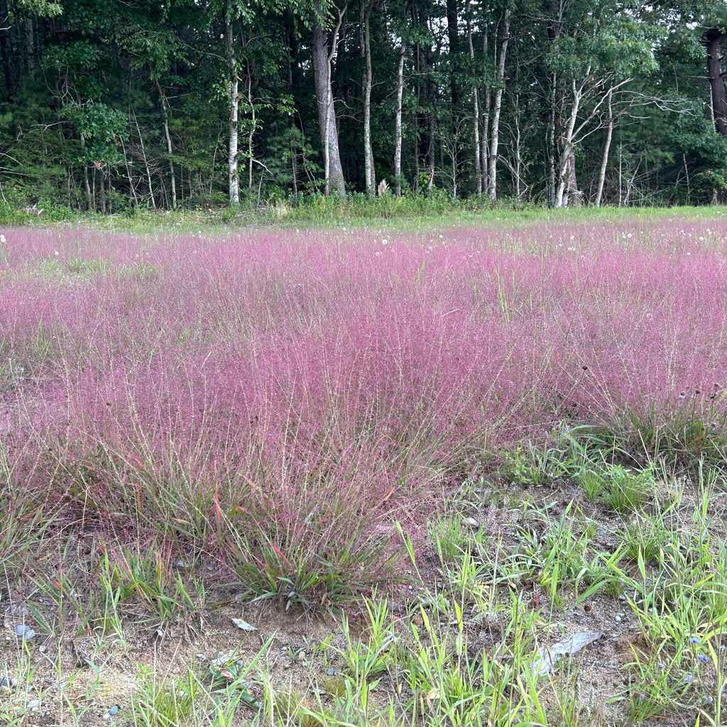 Eragrostis spectabilis