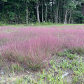 Eragrostis spectabilis
