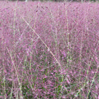 Eragrostis spectabilis