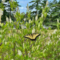 Clethra alnifolia