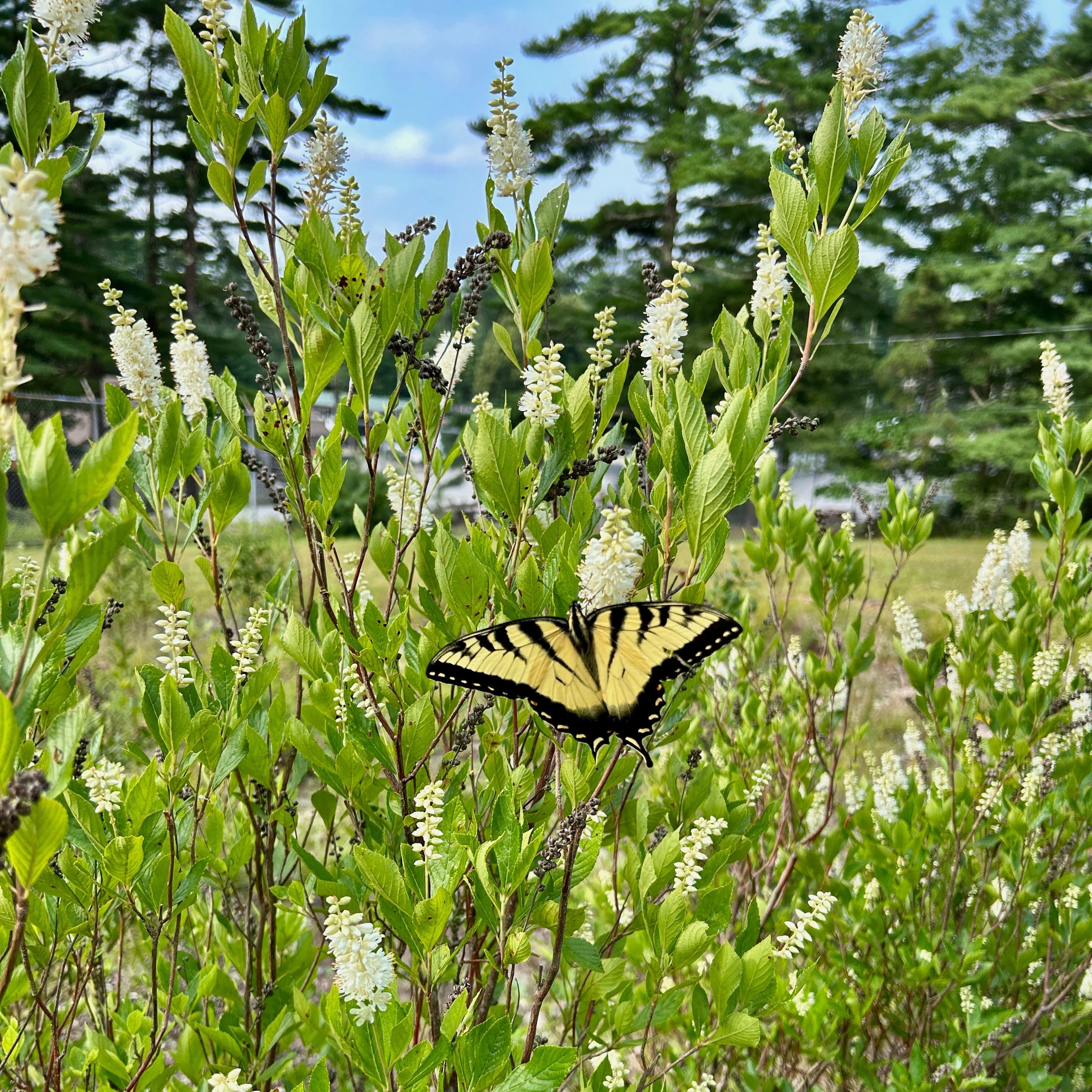 Clethra alnifolia