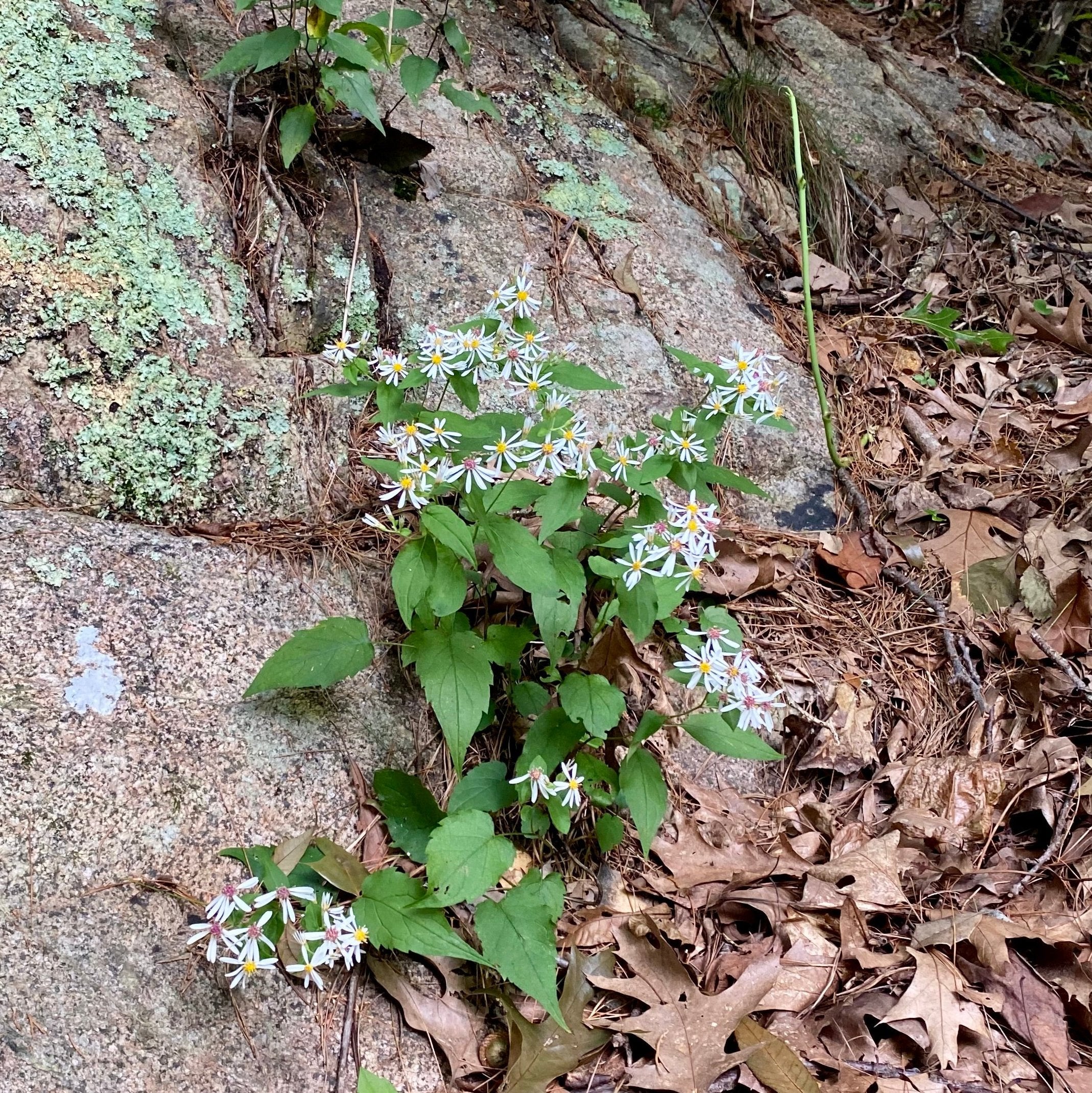 Eurybia divaricata