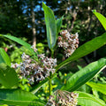 Asclepias syriaca