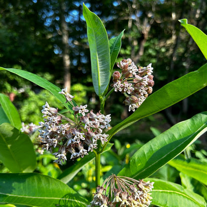Asclepias syriaca