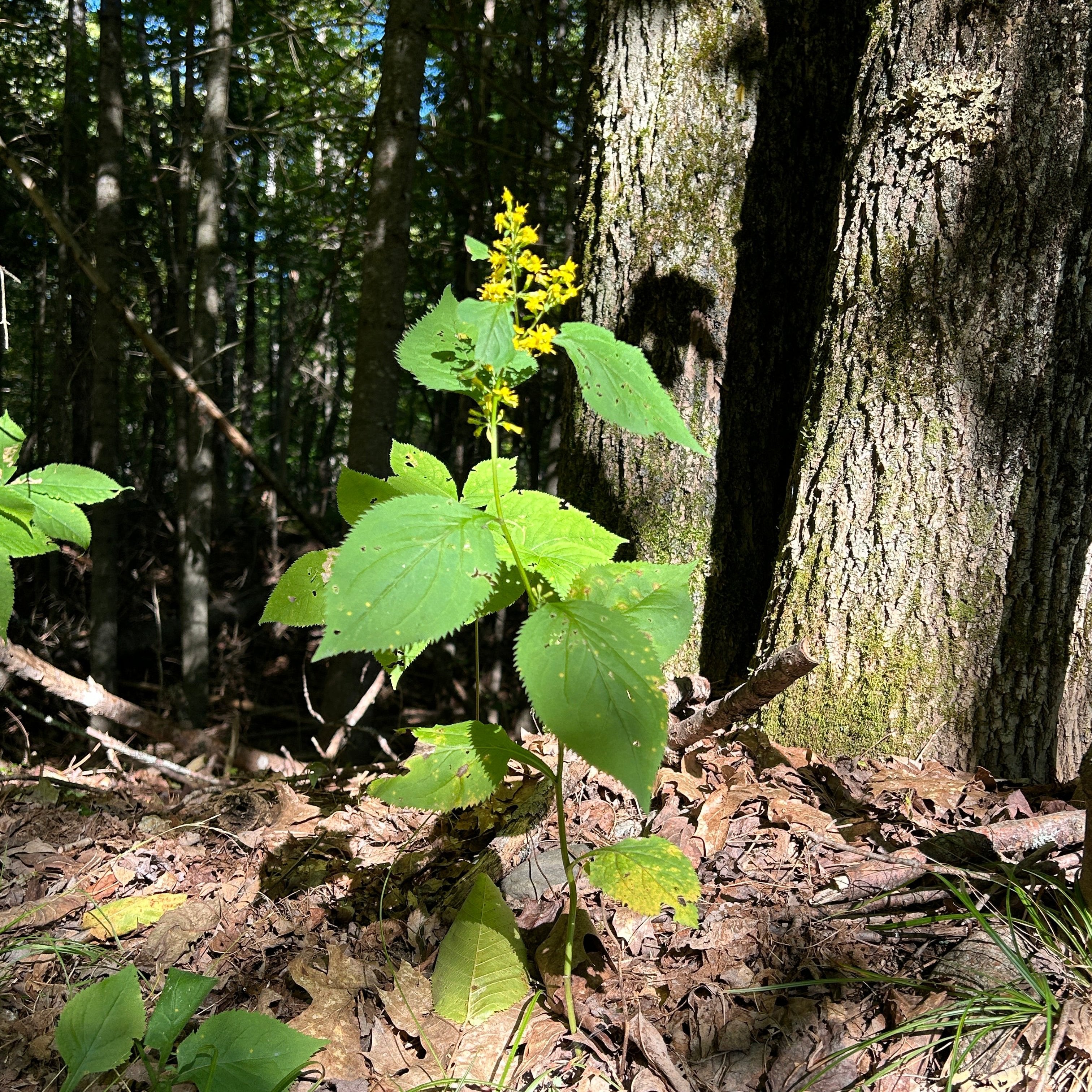 Solidago flexicaulis