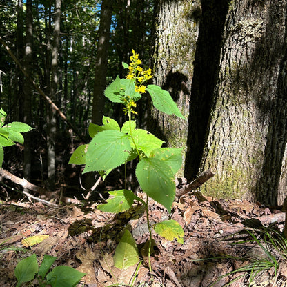 Solidago flexicaulis