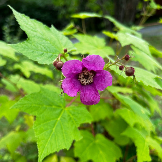 Rubus odoratus - flowering raspberry