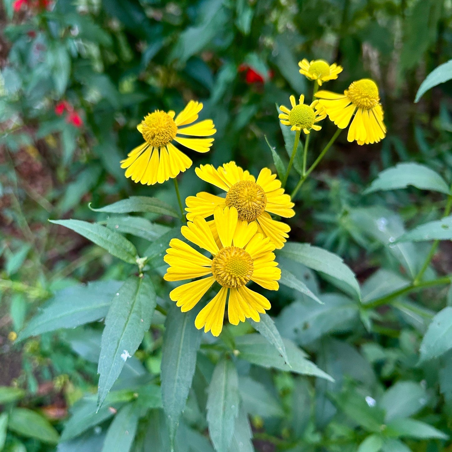 Helenium autumnale