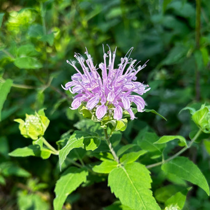 Monarda fistulosa