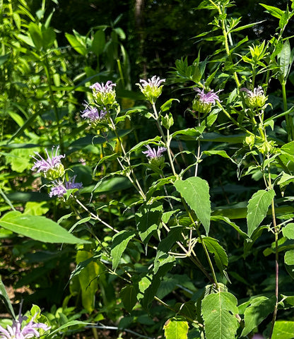 Monarda fistulosa