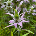Monarda punctata