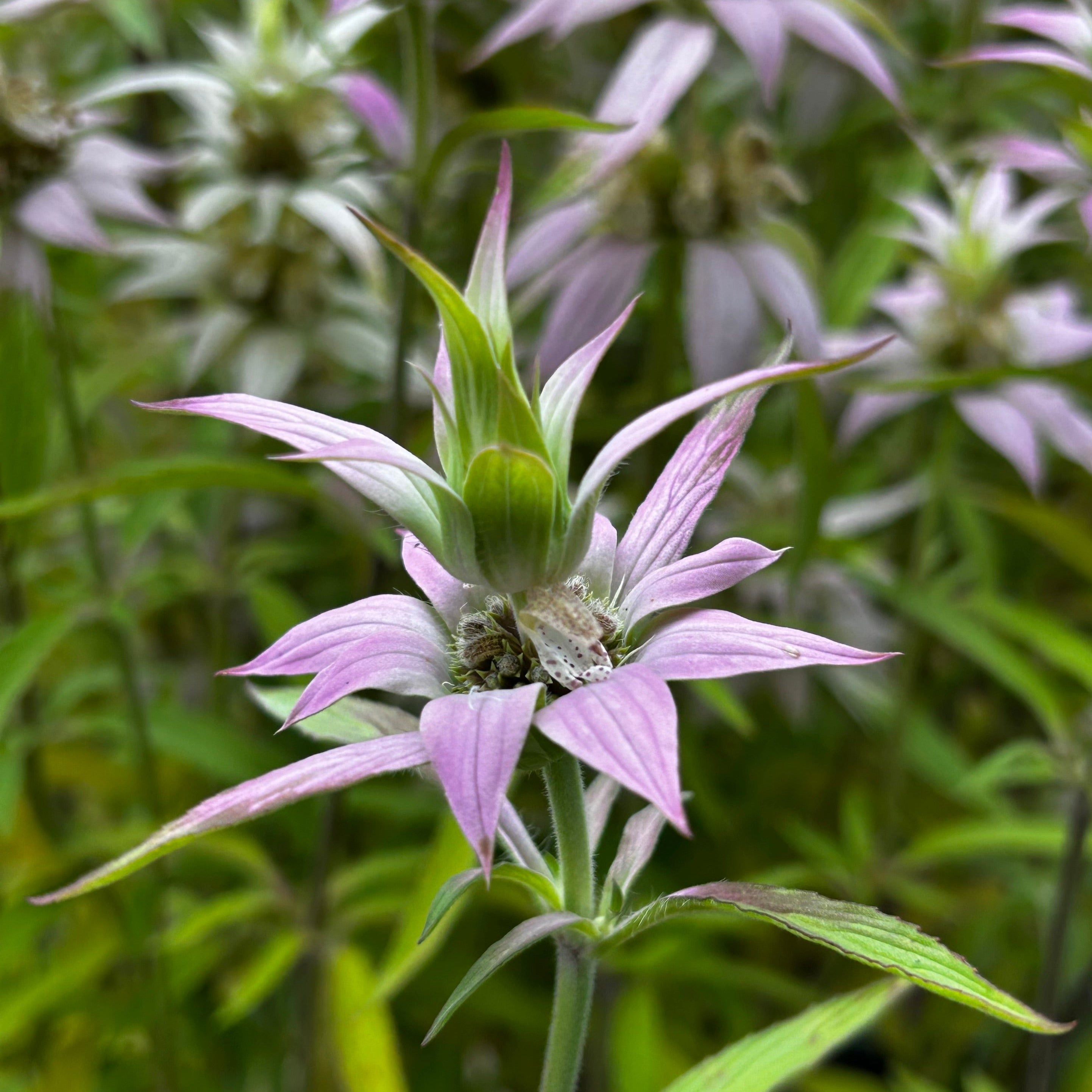 Monarda punctata